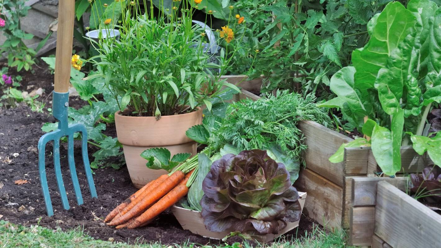 What To Do In the Garden During July/August