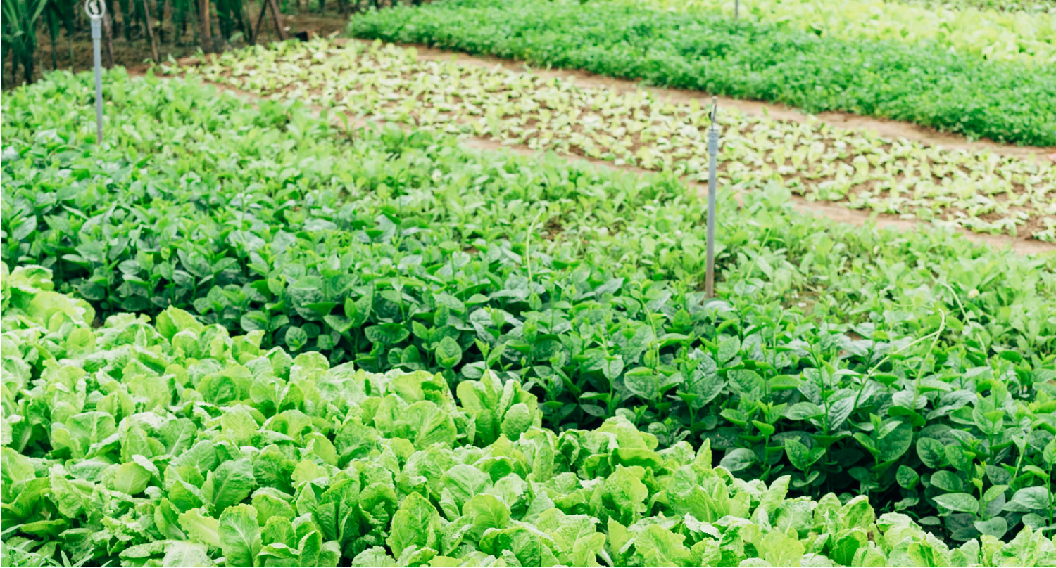 Reasons To Love Organic