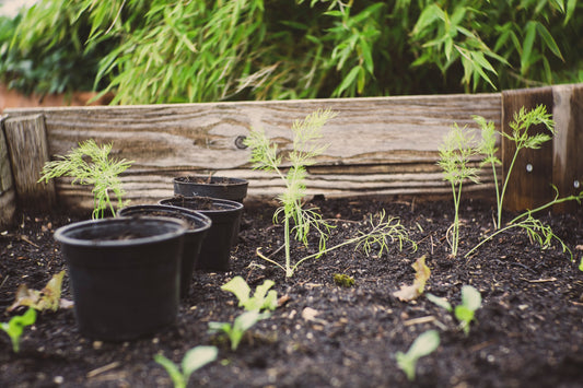 Composting Ground Coffee