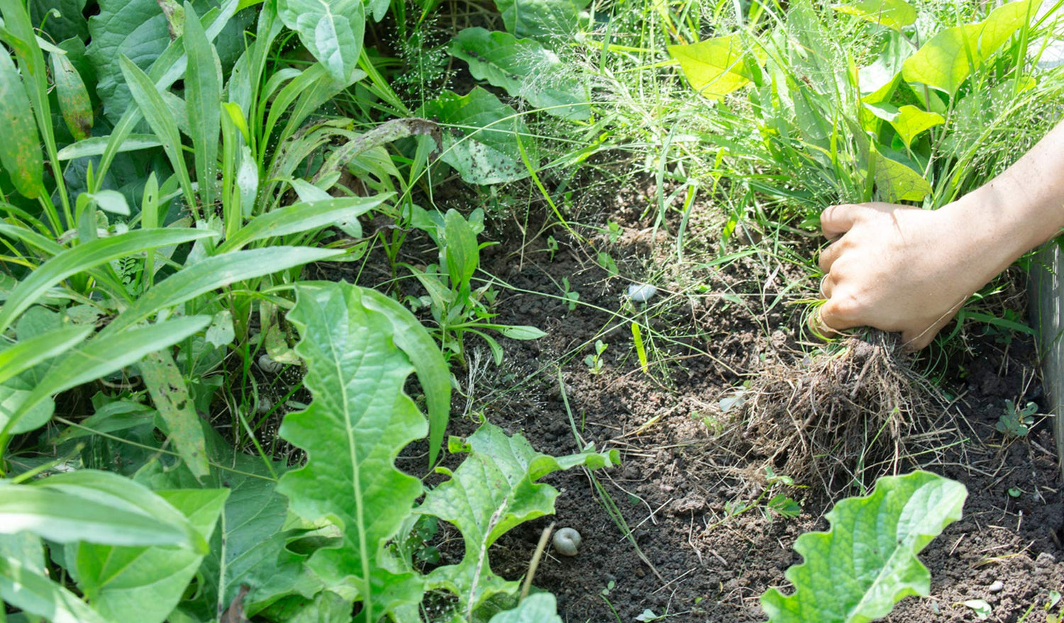 Weeds; For The Love Of Bees