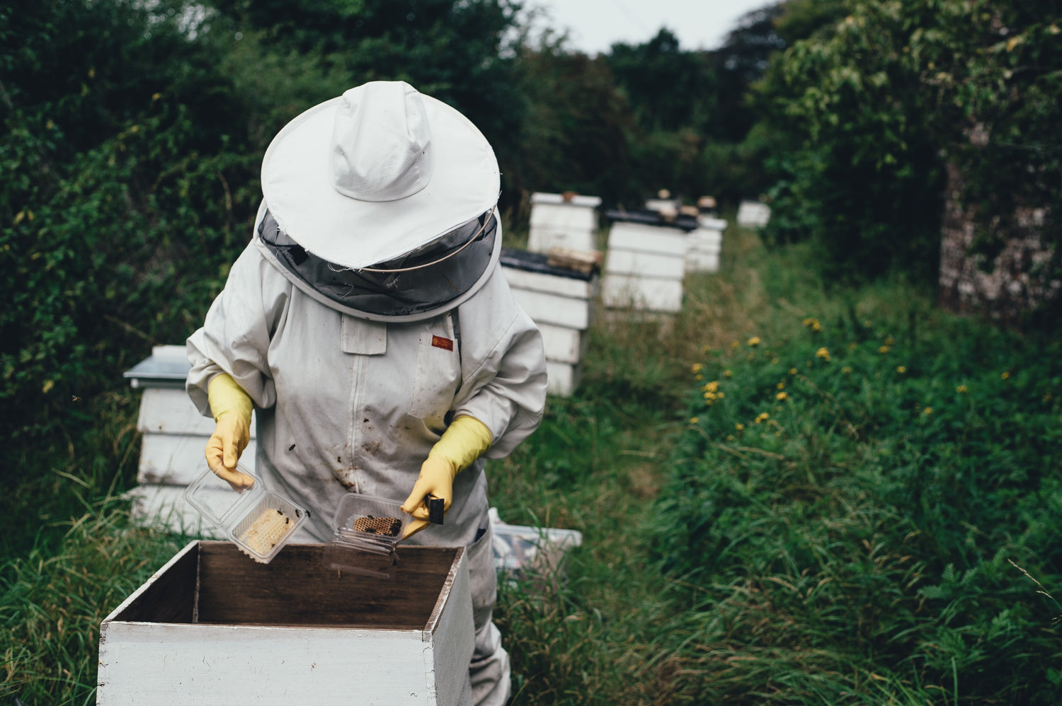 For The Love Of Bees