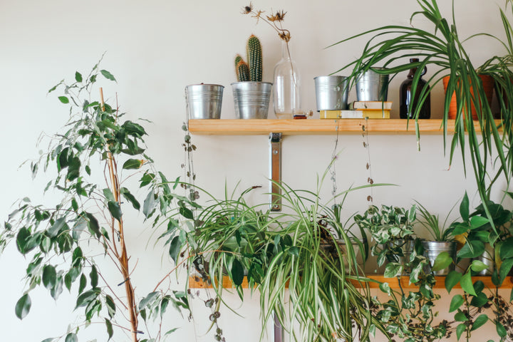 Indoor Plants & Air Pollution