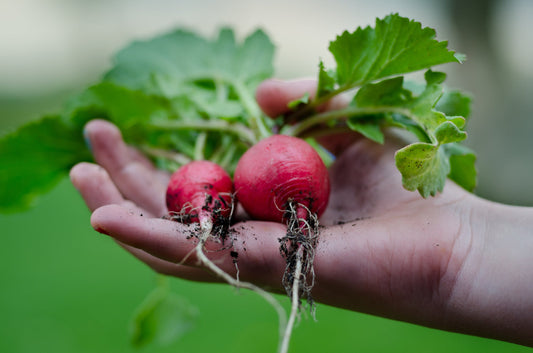 Preparing your Autumn/Winter Harvest
