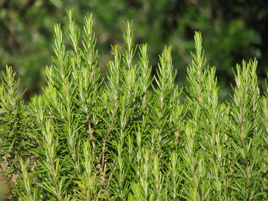 Rosemary, What Can It Be Used For?