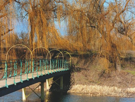 Connecting with Nature in your Neighbourhood