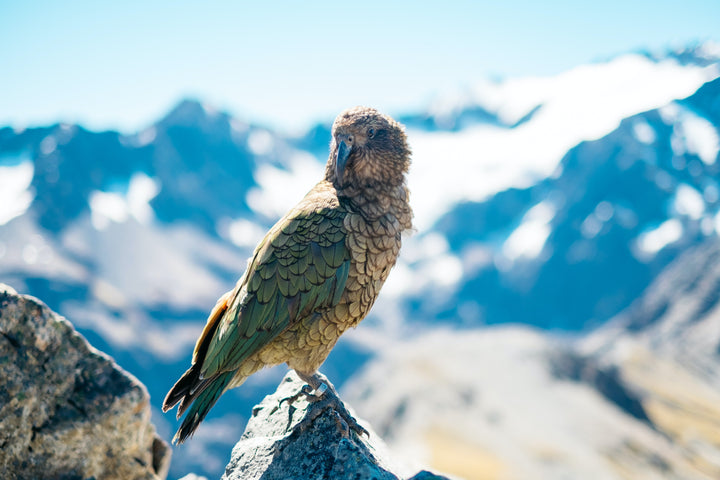 Bird of the Month with Forest & Bird - Kea, the world’s only alpine parrot