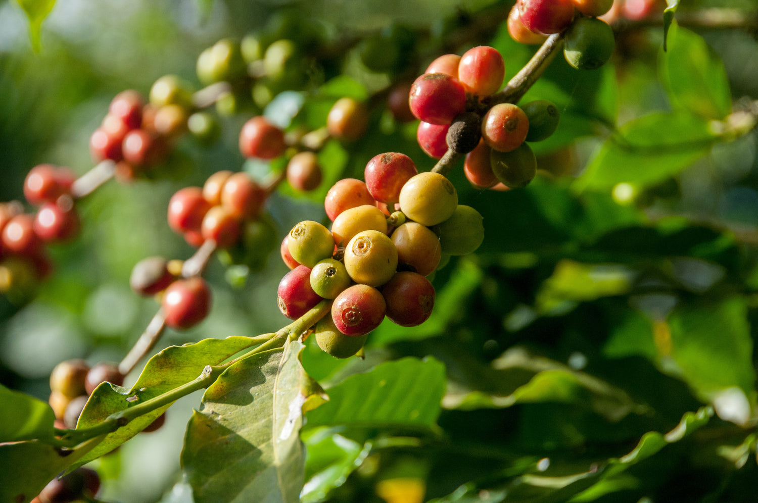 Organic Coffee, Is It Good For You?